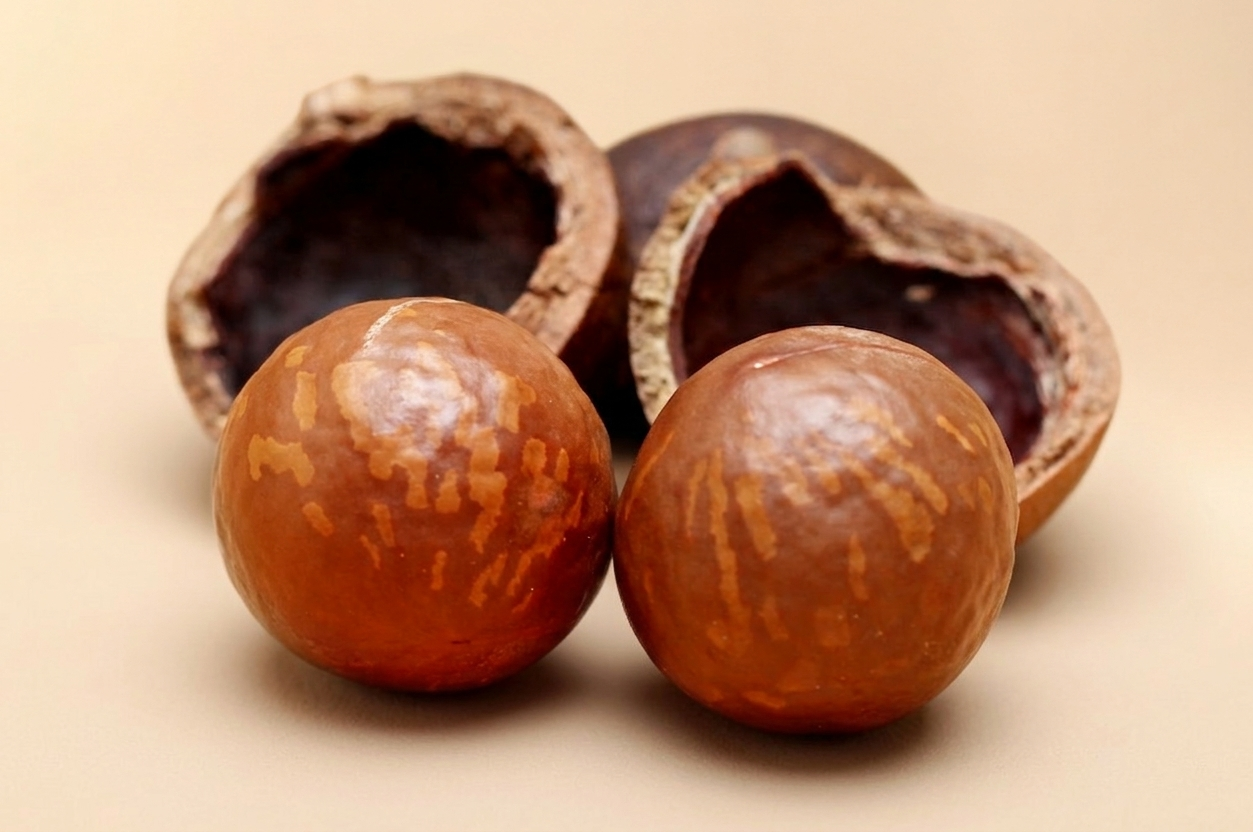 Macadamia nuts in shell